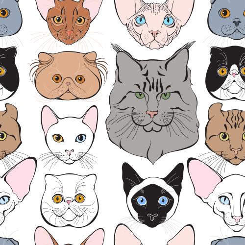 милые цветные мордочки котов разных пород на белом